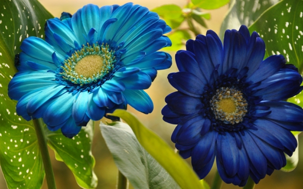 blaue-gerbera-garten-gestalten-frühlingsblumen-gerbera-sommerblumen