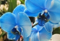 Blaue Orchidee – wunderschöne Blume in Blau