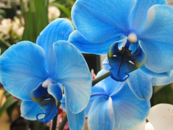 blaue-orchideen-wunderschöne-blumen-in-blau-blumendeko-ideen-tischdeko-blau