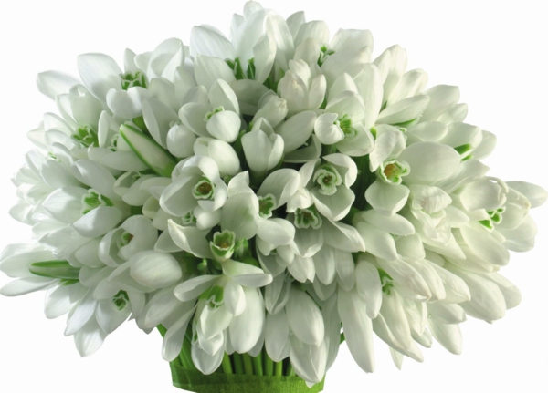 blumstrauß-in-weiß-galanthus-nivalis-amaryllisgewächse-schneeweiße-blume-pflanzen