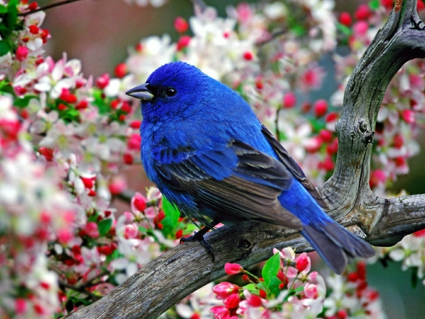 desktop-hintergrund-frühling-blauer-vogel