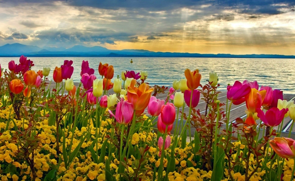 hintergrund für desktop - mit tulpen