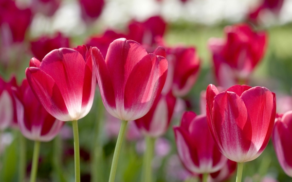 desktop-hintergrund-frühling-viele-tulpen