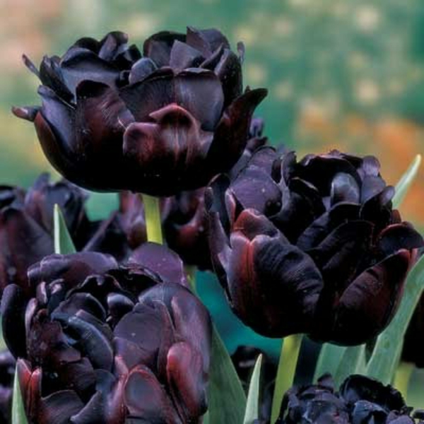 drei-sehr-interessante-schwarze-tulpen