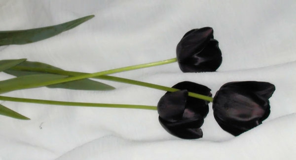 drei-wirklich-schöne-schwarze-tulpen