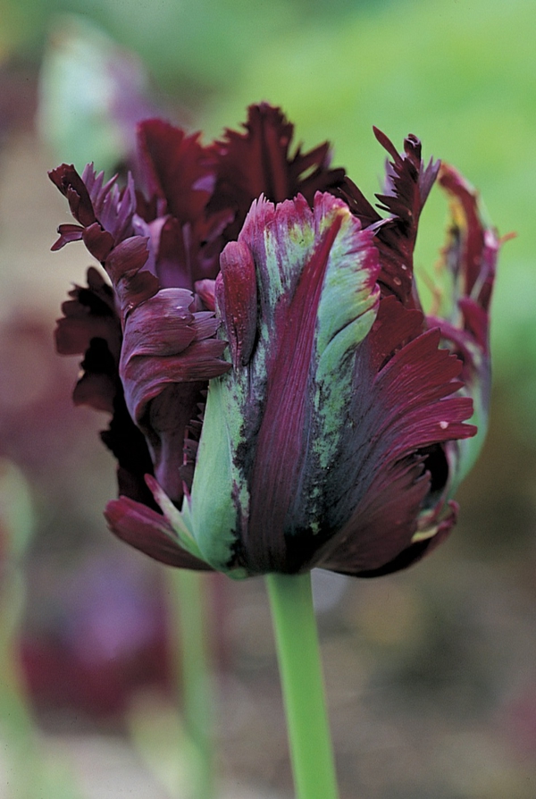 eine-super-interessante-schwarze-tulpe