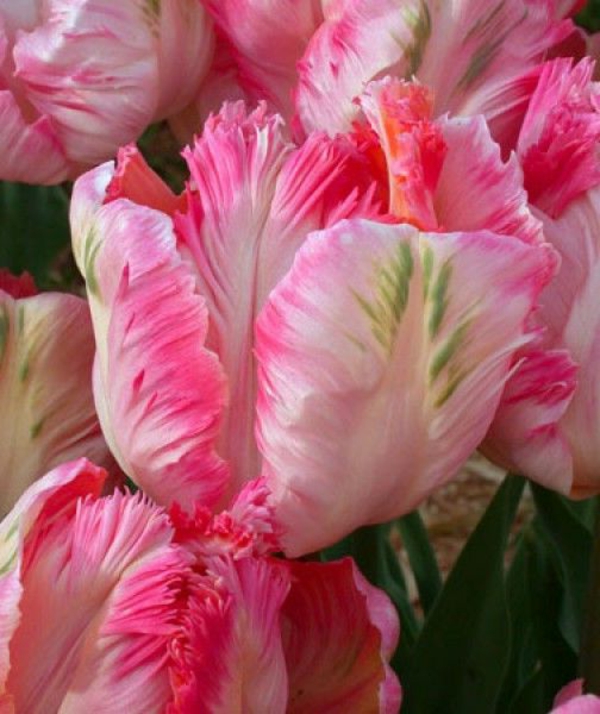 erstaunliche---bilder-tulpen-pflanzen-die-tulpe-tulpen-aus-amsterdam-tulpen-bilder-tulpen-kaufen