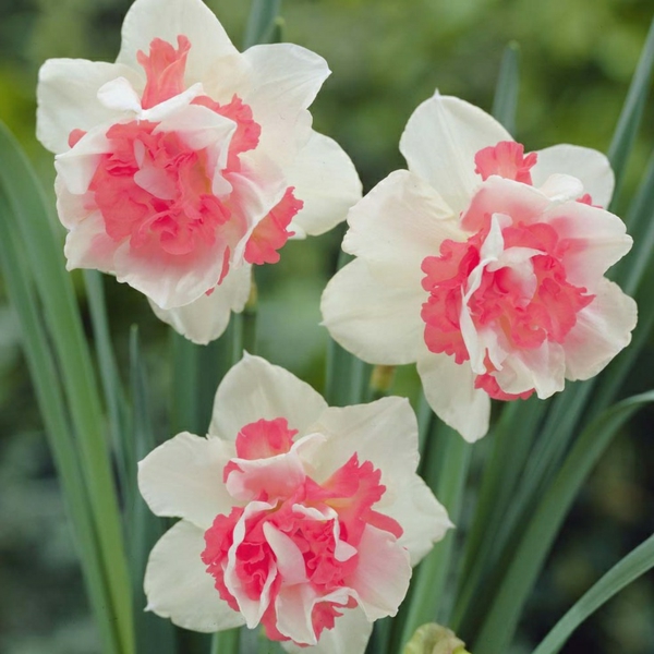 erstaunliche-rosa-und-weiße-narzisse-gartenpflanzen-deko-für-den-garten-frühlingsblumen