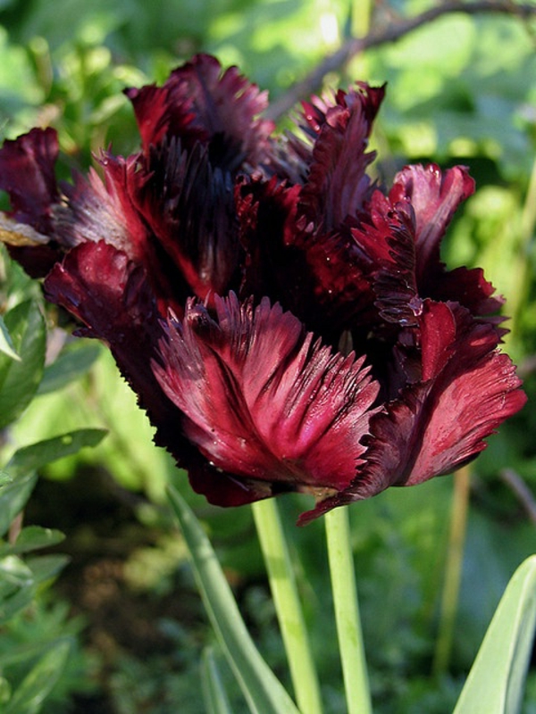 faszinierende-bilder-tulpen-pflanzen-die-tulpe-tulpen-aus-amsterdam-tulpen-bilder-tulpen-kaufen
