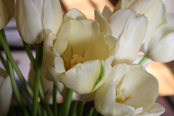 französische-tulpen-in-weißer-farbe-foto-vom-nahen-genommen