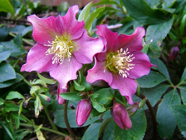frühlingsblume-helleborus-rosa-farbe