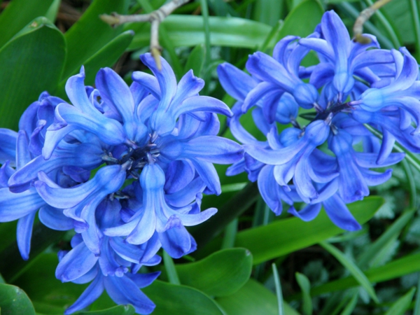 frühlingsblume-hyazinthen-pflanzen-blaue-blumen-