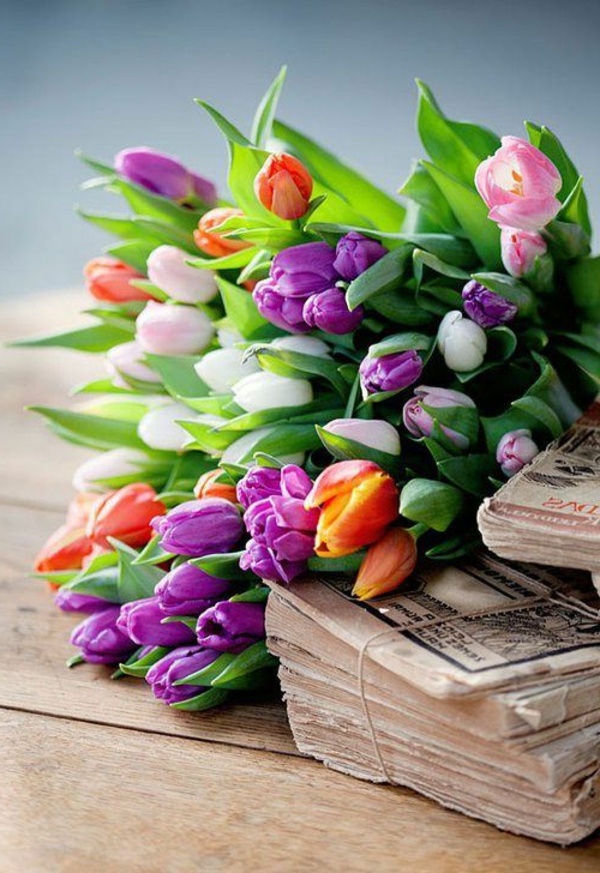 ganz-schöne-bilder-tulpen-pflanzen-die-tulpe-tulpen-aus-amsterdam-tulpen-bilder-tulpen-kaufen