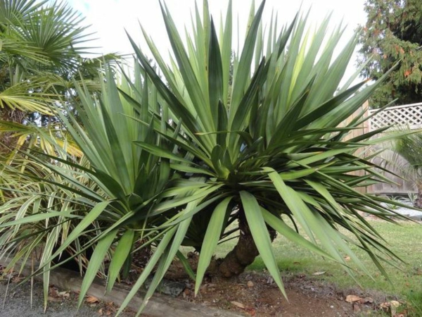 garten-design-yucca-pflanze-gartenpflanzen-palmen-deko-für-den-garten