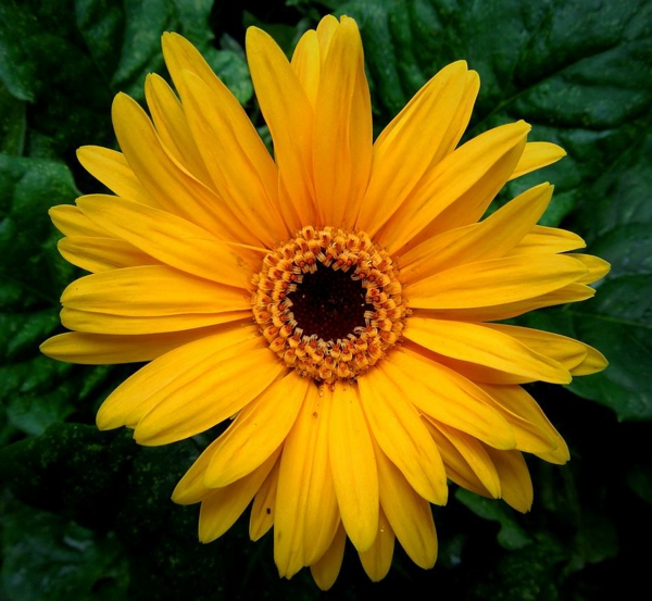 garten-gestalten-frühlingsblumen-gerbera-sommerblumen-in-gelb-