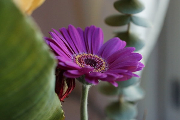 gartengestaltung-mit-schönen-blumen-sommerblumen-gerbera-schnittblumen-zimmerpflanzen-lila