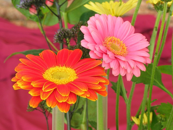 gartengestaltung-mit-schönen-blumen-sommerblumen-gerbera-schnittblumen-zimmerpflanzen-orange-rosa