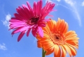 Gerbera - Blume mit vielen schönen Farbvarianten! 