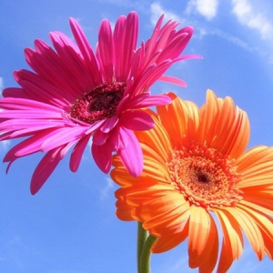 Gerbera - Blume mit vielen schönen Farbvarianten! 