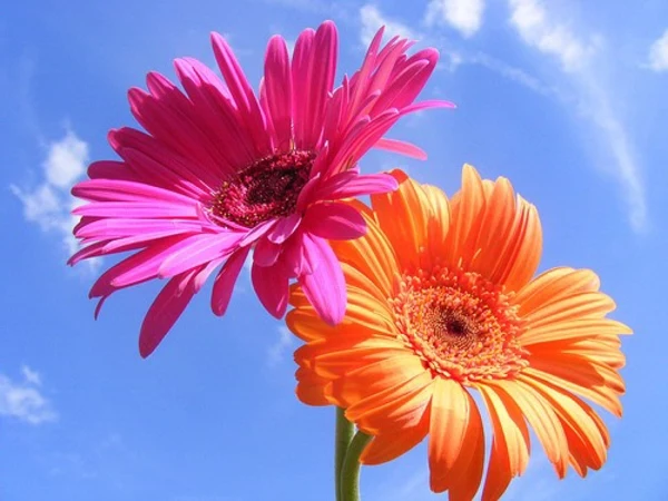 gartengestaltung-mit-schönen-blumen-sommerblumen-gerbera-schnittblumen-zimmerpflanzen-rosa-orange