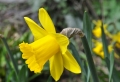 Die Narzissen - sonnige Frühlingsblumen !