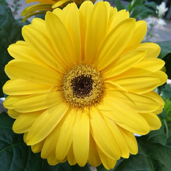 gelbe-schnittblumen-zimmerpflanzen-gerbera-mehrere-farben-blumen-für-zuhause