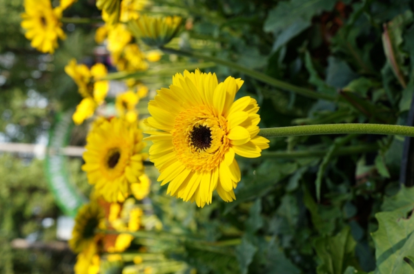 gelber-garten-gestalten-frühlingsblumen-gerbera-sommerblumen
