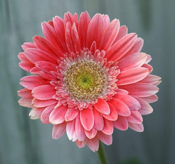 Gerbera Blume mit vielen schönen Farbvarianten