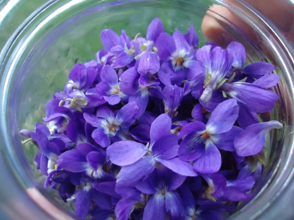 glasschale-mit-schönen-lila-blumen-blumendeko-pflanzen-deko