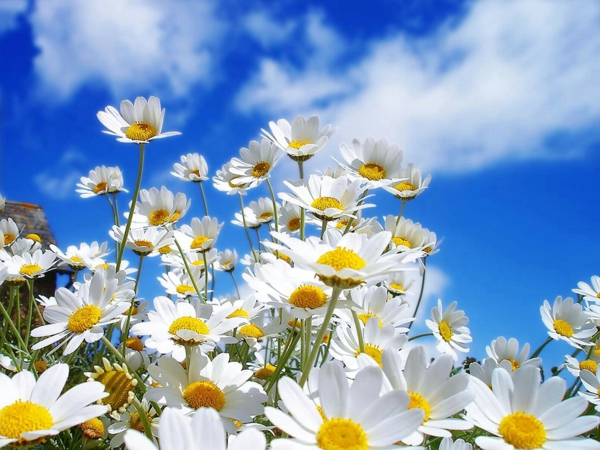 gänseblumen-weiß-und-gelb-schöne-frühlingsblume