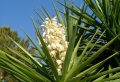 Yucca Palme - 26 fantastische Bilder zur Inspiration!
