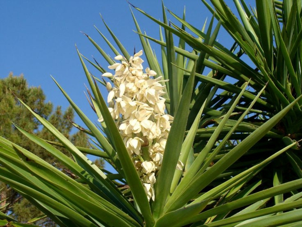 -hauspflanzen-yucca-filamentosa-pflanzen-palmen-