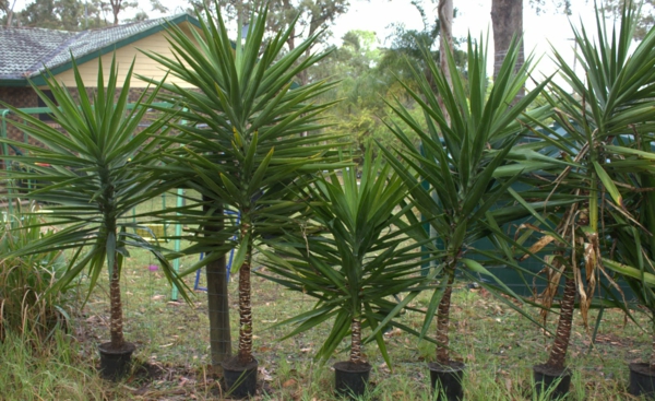 hauspflanzen-yucca-filamentosa-pflanzen-palmen-gartenpflanzen