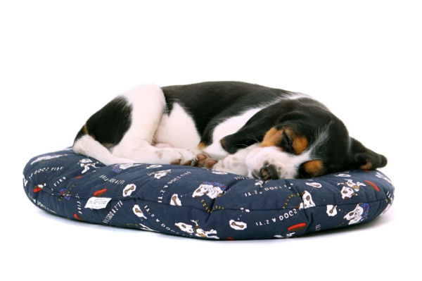 liegender Beagle Welpe träumt auf dem Kissen
