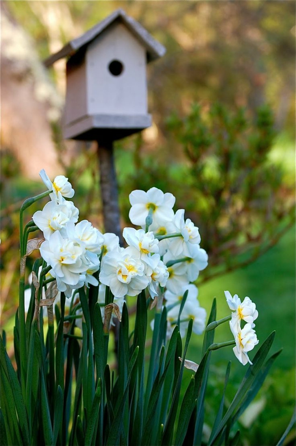 hübsche-weiße-narzisse-gartenpflanzen-deko-für-den-garten-frühlingsblumen-osterdeko
