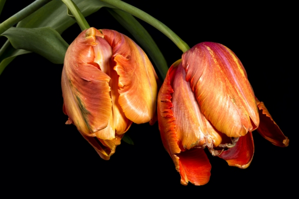 interessant-aussehende-französische-tulpen-schwarzer-hintergrund