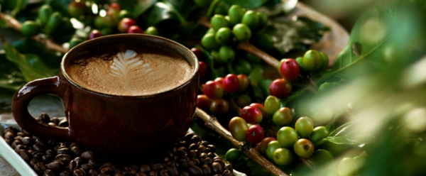 kaffee-in-der-natur - grüne kaffeebohnen