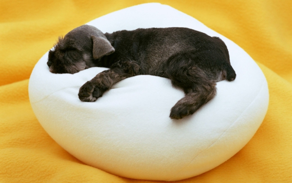 komfort-hundezubehör-luxus-kissen-für-den-hund