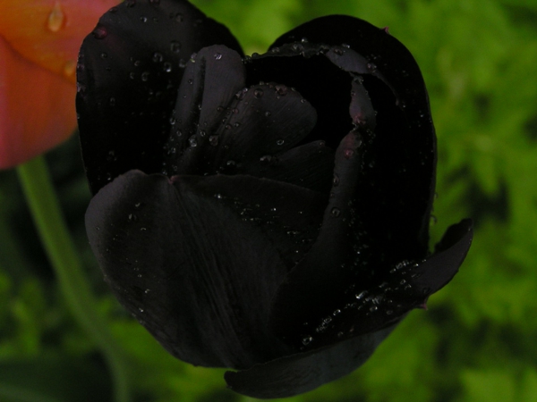 kreatives-foto-von-einer-schwarzen-tulpe
