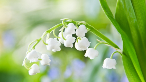 maiglöckchen-schöne-weiße-frühlingsblume