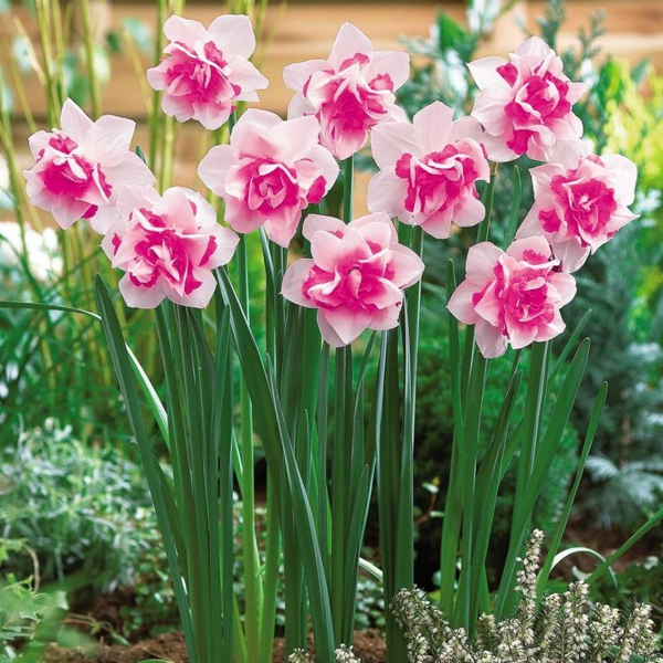 narzisse-gartenpflanzen-deko-für-den-garten-frühlingsblumen-narzisse-in-rosa