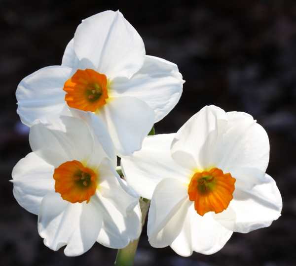 narzisse-gartenpflanzen-deko-für-den-garten-frühlingsblumen-weiß-und-orange