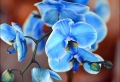 Blaue Orchidee - wunderschöne Blume in Blau