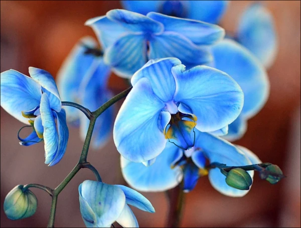 orchidee-pflege-orhideen-kaufen-blaue-orchideen
