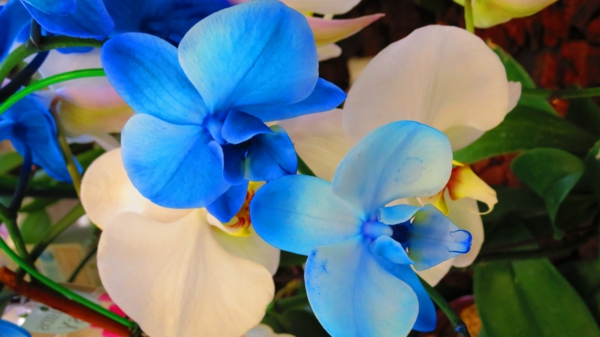 orchideen-in-blau-und-weiß-blumendeko-dekoration-orchidee-pflege