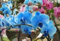 Blaue Orchidee – wunderschöne Blume in Blau