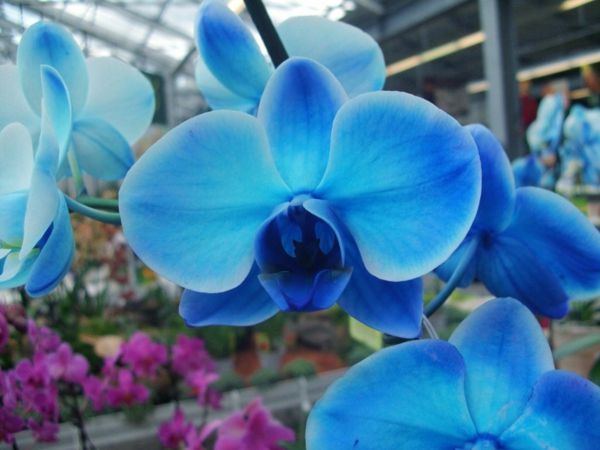 orchideen-pflege-orchidee-blaue-blumen-deko-in-blau