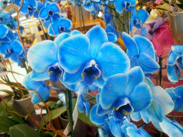 phalaenopsis-orchideen-in-blauer-farbe-orchidee-pflege-orchidee