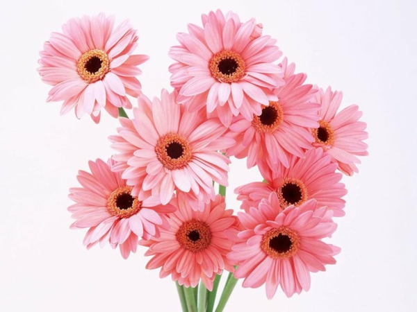 rosa-schnittblumen-zimmerpflanzen-gerbera-mehrere-farben-blumen-für-zuhause
