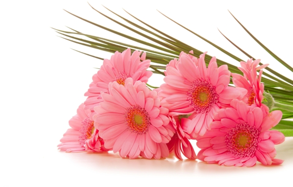 rosa-zimmerpflanzen-gerbera-mehrere-farben-blumen-für-zuhause- Gerbera - Blume